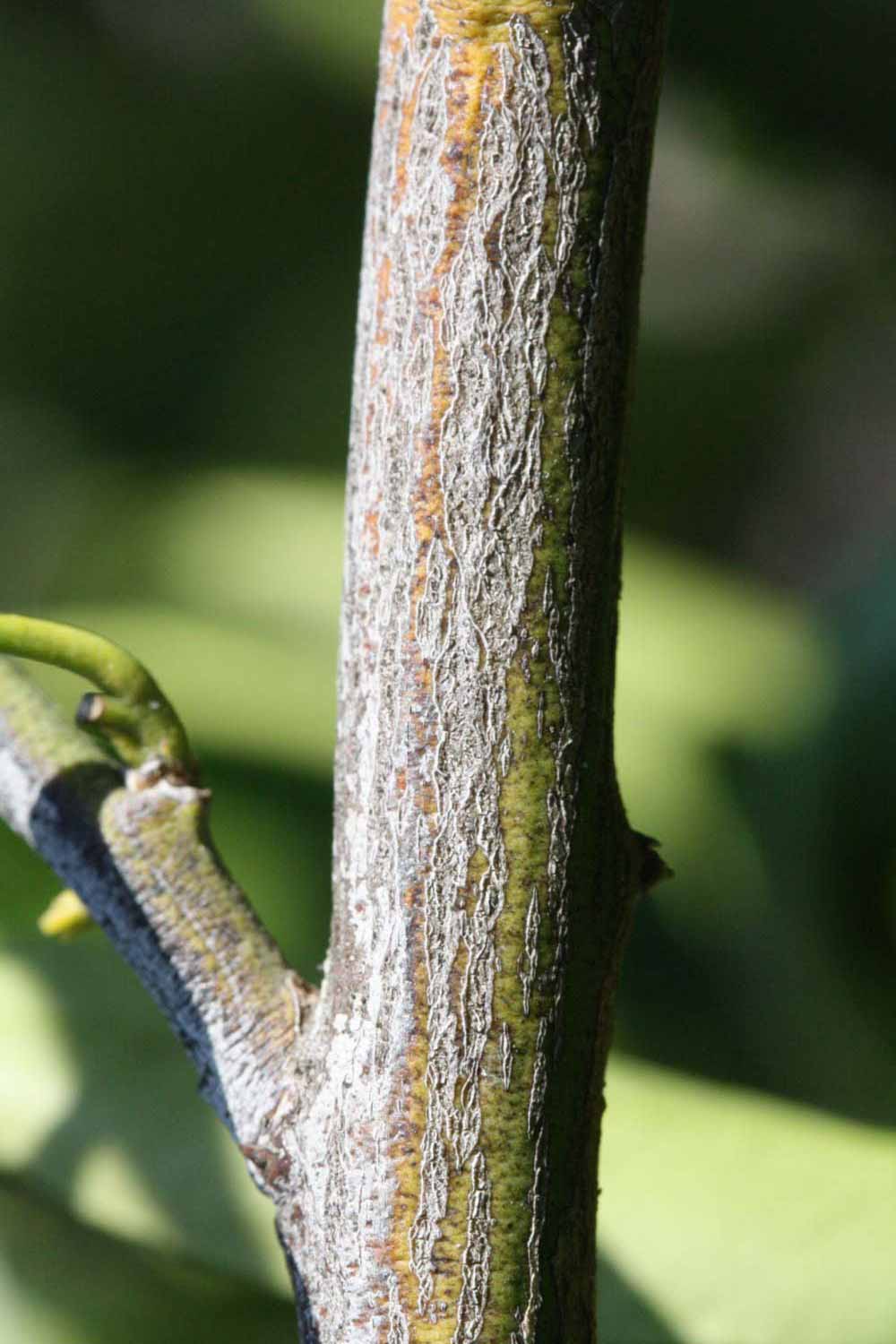              Second - third year twig (Riverside,   CA)       